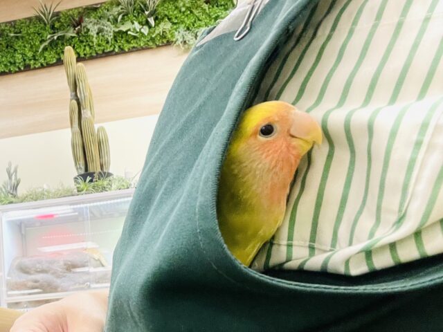 コザクラインコ（小桜インコ）