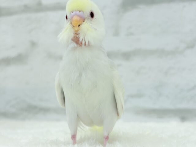 【最新画像更新🪄】唯一無二の美しさ🐥🫧セキセイインコ(ファロー) ヒナ セキセイインコ