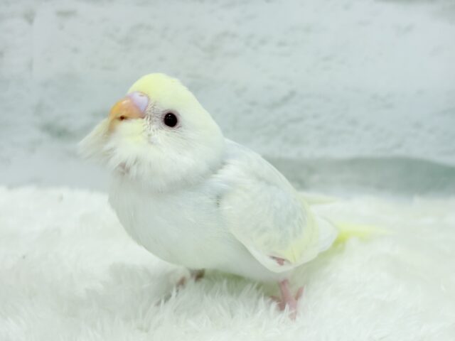 【最新画像更新🪄】唯一無二の美しさ🐥🫧セキセイインコ(ファロー) ヒナ セキセイインコ