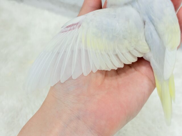 【最新画像更新🪄】唯一無二の美しさ🐥🫧セキセイインコ(ファロー) ヒナ セキセイインコ