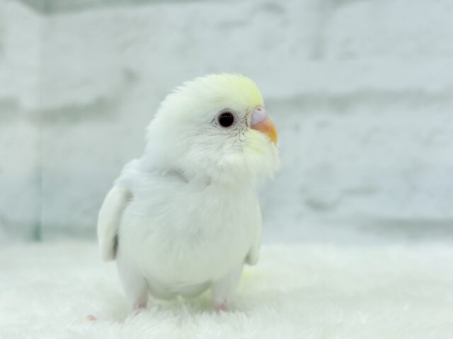 【最新画像更新🪄】唯一無二の美しさ🐥🫧セキセイインコ(ファロー) ヒナ セキセイインコ