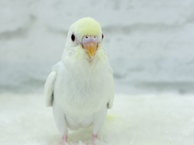 【最新画像更新🪄】唯一無二の美しさ🐥🫧セキセイインコ(ファロー) ヒナ セキセイインコ