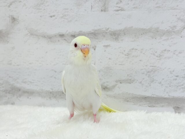 【最新画像更新🪄】唯一無二の美しさ🐥🫧セキセイインコ(ファロー) ヒナ セキセイインコ
