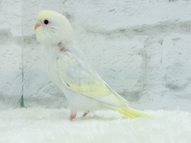 【最新画像更新🪄】唯一無二の美しさ🐥🫧セキセイインコ(ファロー) ヒナ セキセイインコ