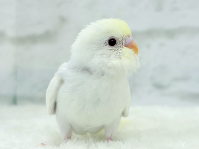 【最新画像更新🪄】唯一無二の美しさ🐥🫧セキセイインコ(ファロー) ヒナ 【最新画像更新🪄】唯一無二の美しさ🐥🫧セキセイインコ(ファロー) ヒナ