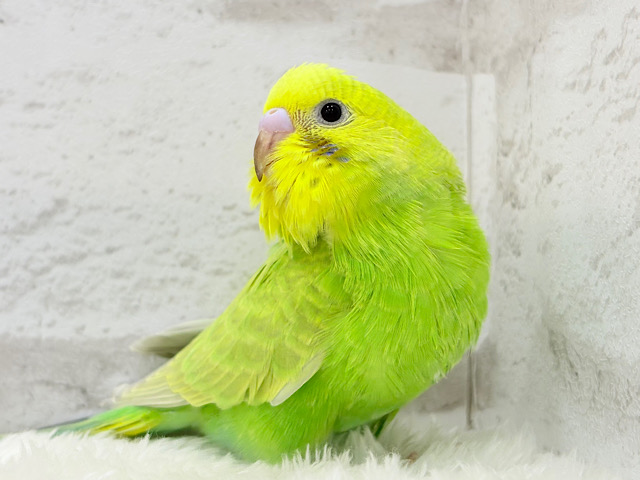 【最新画像更新🪄】安心感がもらえるカラー！？🌿セキセイインコ(スパングル) ヒナ