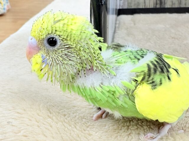 セキセイインコ