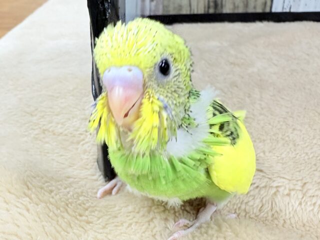 ぱやぱやベビちゃん‼️👶🏻‪‪なセキセイインコちゃん(パイド)(ヒナ)