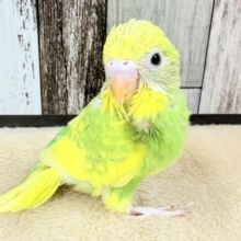 フレッシュな新緑カラー💚🍏なセキセイインコちゃん❣️(スパングル)(ヒナ)