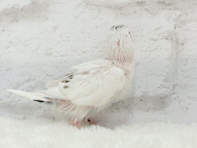 唯一無二の背中のポッチ★セキセイインコ(白ハルクイン) ヒナ セキセイインコ