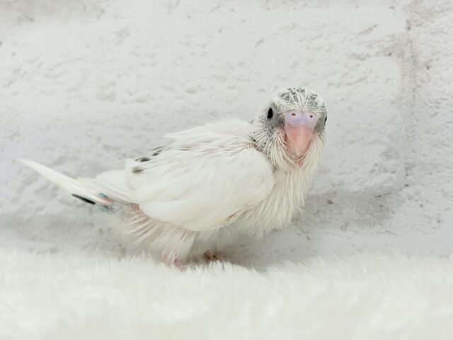 唯一無二の背中のポッチ★セキセイインコ(白ハルクイン) ヒナ セキセイインコ