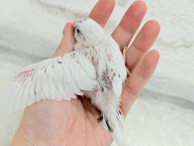 唯一無二の背中のポッチ★セキセイインコ(白ハルクイン) ヒナ セキセイインコ