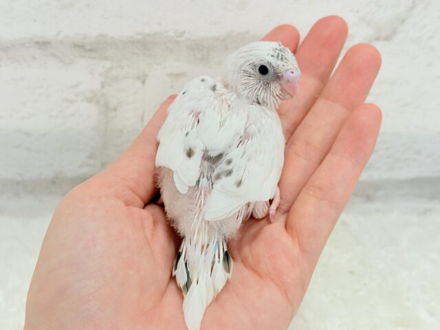 唯一無二の背中のポッチ★セキセイインコ(白ハルクイン) ヒナ セキセイインコ