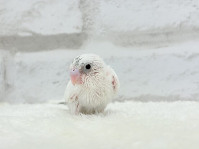 唯一無二の背中のポッチ★セキセイインコ(白ハルクイン) ヒナ セキセイインコ