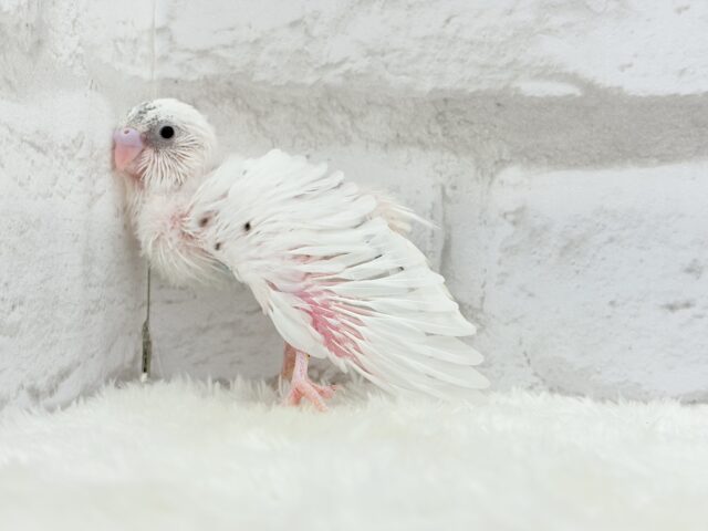唯一無二の背中のポッチ★セキセイインコ(白ハルクイン) ヒナ セキセイインコ