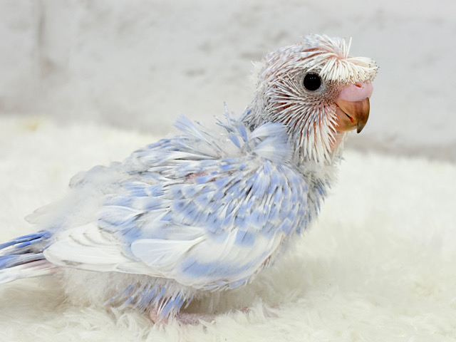 個性的🌀ツムジがあるよ~♩♩セキセイインコ(スパングル) ヒナ