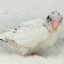 唯一無二の背中のポッチ★セキセイインコ(白ハルクイン) ヒナ