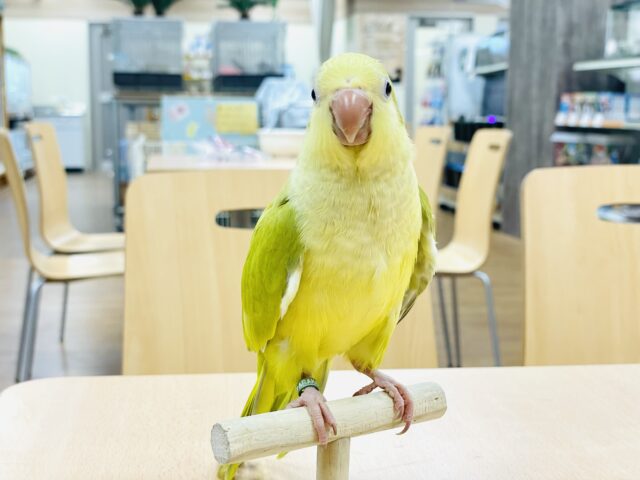 オキナインコ