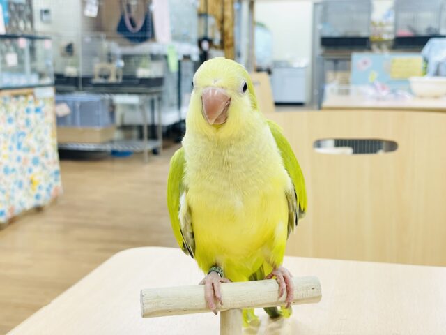 オキナインコ