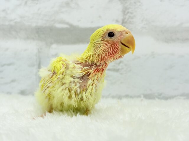 コザクラインコ（小桜インコ）