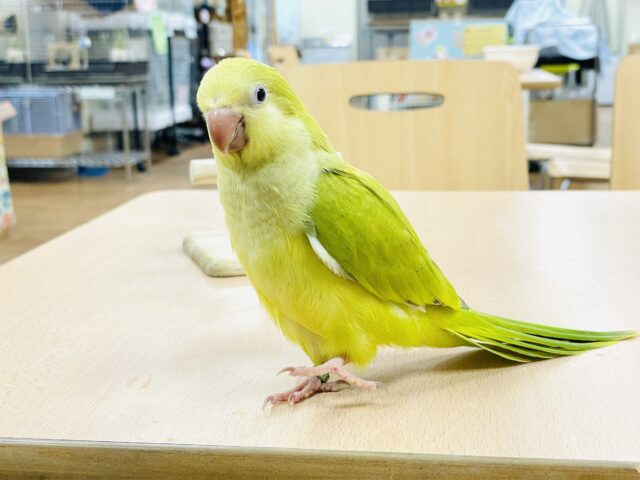 オキナインコ