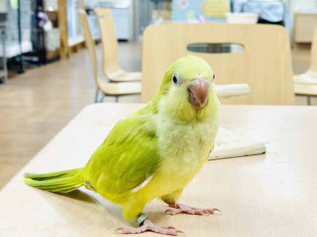 オキナインコ