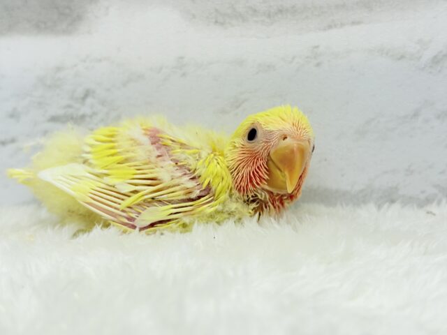 コザクラインコ（小桜インコ）