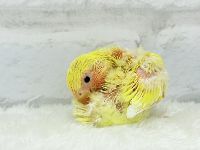 コザクラインコ（小桜インコ）