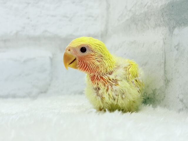 コザクラインコ（小桜インコ）