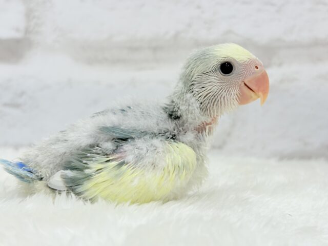 コザクラインコ（小桜インコ）