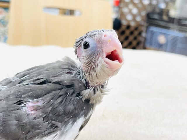 オカメインコ