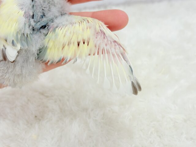 コザクラインコ（小桜インコ）