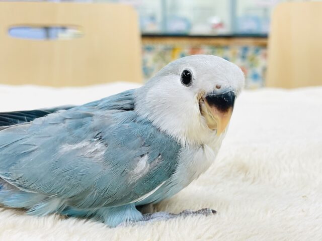 【最新画像】宝石のように深みあるカラー🍀📗コザクインコ(ダークターコイズグリーンバイオレット)(ヒナ) コザクラインコ(小桜インコ)