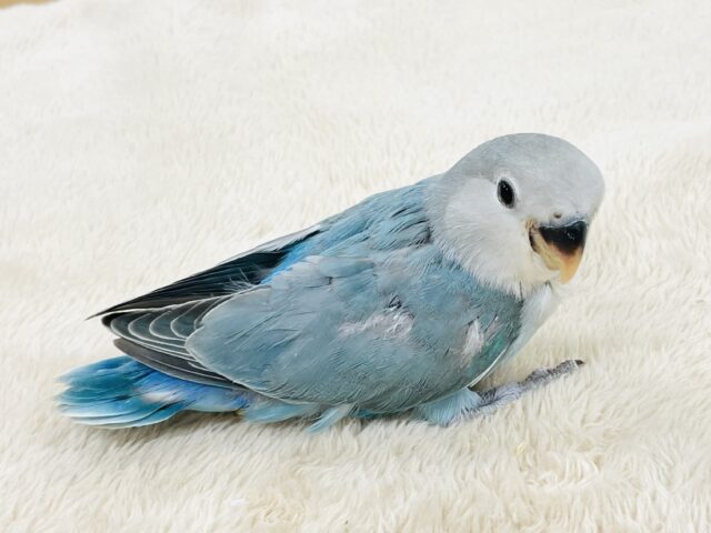 【最新画像】宝石のように深みあるカラー🍀📗コザクインコ(ダークターコイズグリーンバイオレット)(ヒナ) コザクラインコ(小桜インコ)