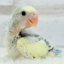 大きなおめめに吸い込まれそう🫧コザクラインコ(ブルーチェリーパイド) ヒナ