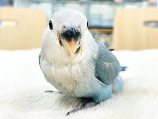 【最新画像】宝石のように深みあるカラー🍀📗コザクインコ(ダークターコイズグリーンバイオレット)(ヒナ) コザクラインコ(小桜インコ)