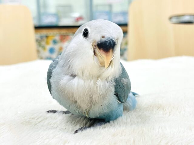 【最新画像】宝石のように深みあるカラー🍀📗コザクインコ(ダークターコイズグリーンバイオレット)(ヒナ) コザクラインコ(小桜インコ)
