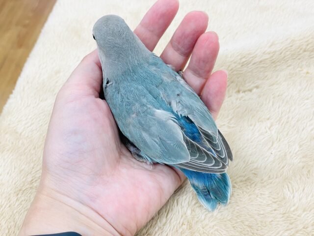 【最新画像】宝石のように深みあるカラー🍀📗コザクインコ(ダークターコイズグリーンバイオレット)(ヒナ) コザクラインコ(小桜インコ)