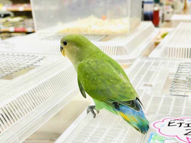 コザクラインコ（小桜インコ）