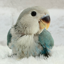【最新画像更新🪄】好奇心の赴くままに~♩♩コザクラインコ(ブルーチェリー) ヒナ