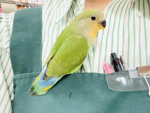 コザクラインコ（小桜インコ）