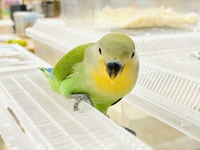 コザクラインコ（小桜インコ）