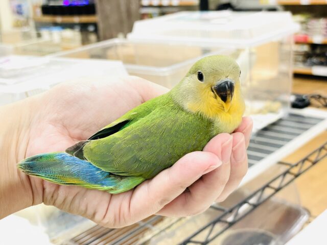 コザクラインコ（小桜インコ）