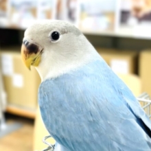 【延長決定〜！】秋のはじまり♪ コザクラインコフェア開催中💛