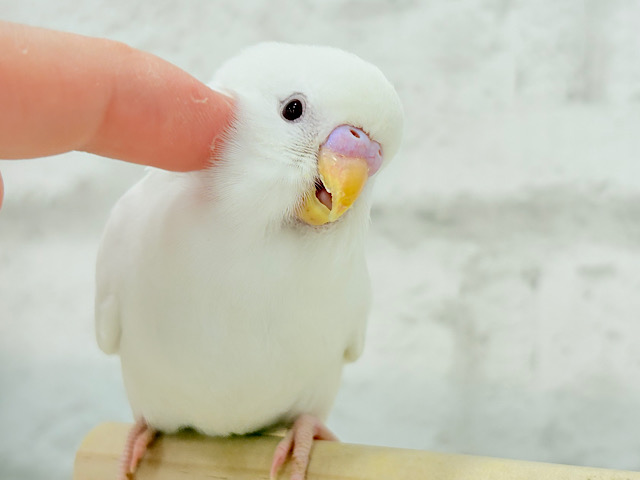 【最新画像更新🪄もうすくひとり餌‪☆】目ヂカラが魅力的💖セキセイインコ(アルビノ) ヒナ