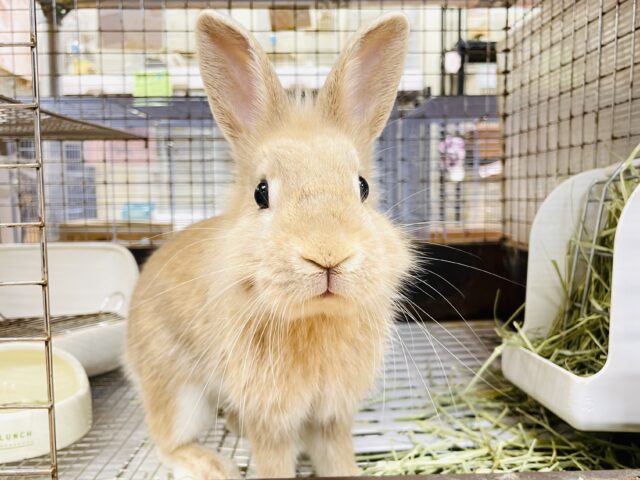 【延長決定！】秋だよ🌻*.ﾟうさちゃんフェア開催中～💛