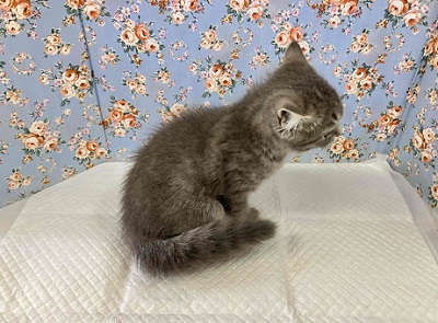 ブリティッシュショートヘア