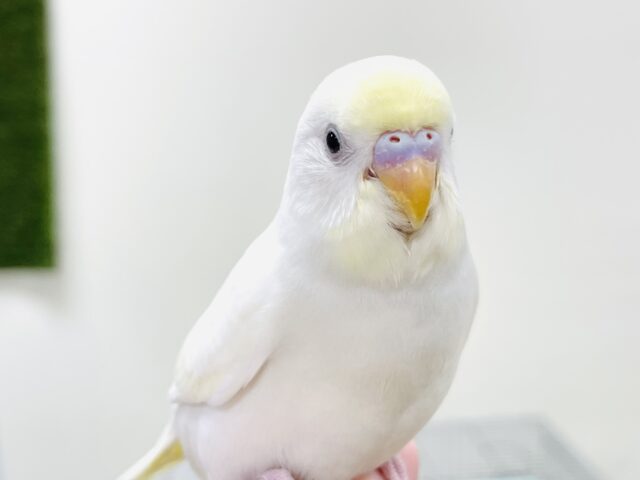 【最新画像】ふんわり優しい甘さ💛セキセイインコ(クリーム)(ヒナ)