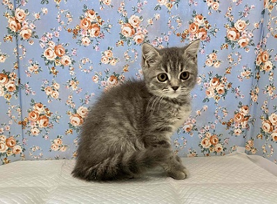 ずっしり!がっちり!ブリティッシュショートヘアー入舎!! ブリティッシュショートヘア