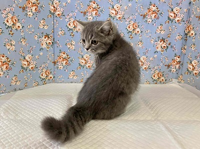 ずっしり!がっちり!ブリティッシュショートヘアー入舎!! ブリティッシュショートヘア